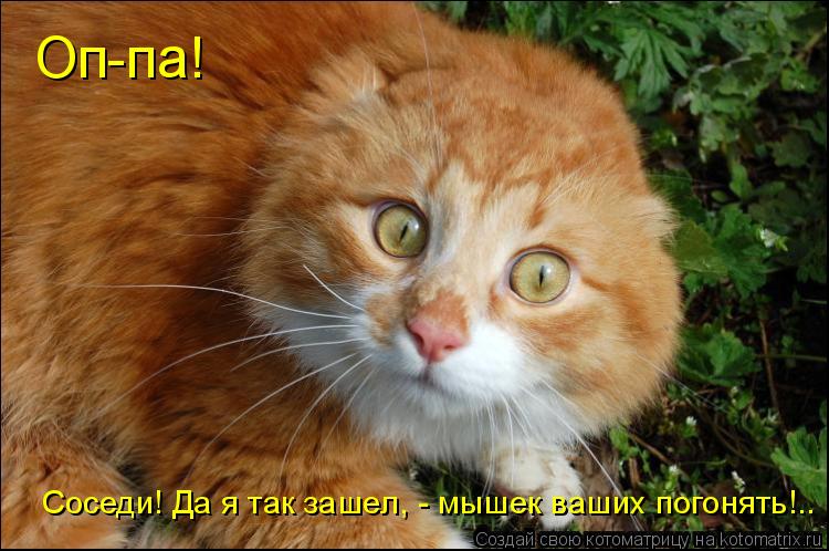 Котоматрица: Оп-па! Соседи! Да я так зашел, - мышек ваших погонять!..
