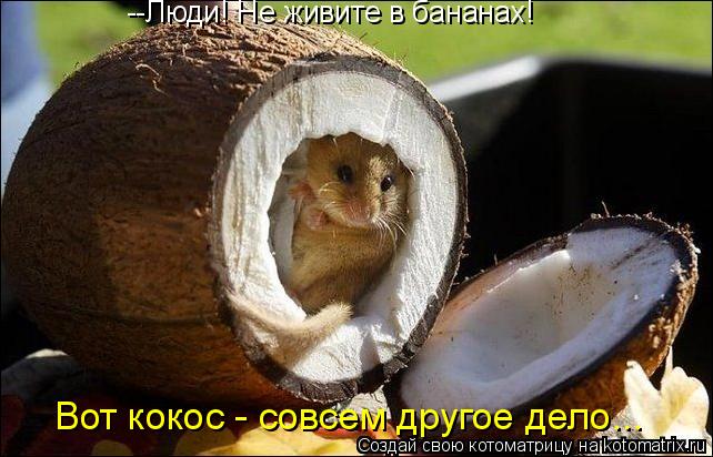 --Люди! Не живите в бананах! Вот кокос - совсем другое дело...... Котоматрица: --Люди! Не живите в бананах! Вот кокос - совсем другое дело...
