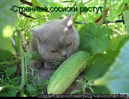 -Странные сосиски растут...... Котоматрица: -Странные сосиски растут...