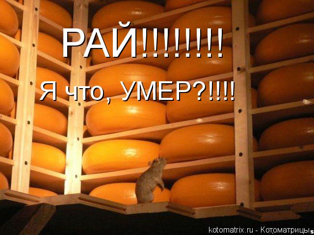 РАЙ!!!!!!!! Я что, УМЕР?!!!!... Котоматрица: РАЙ!!!!!!!! Я что, УМЕР?!!!!