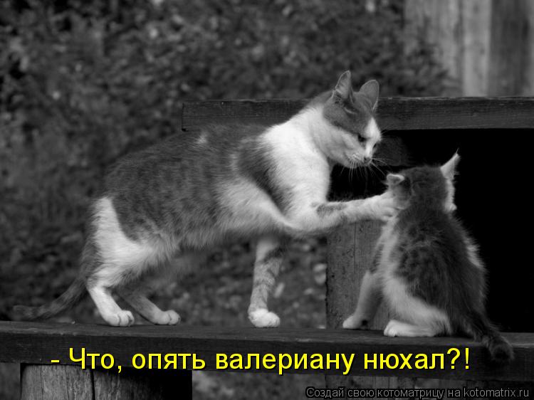 - Что, опять валериану нюхал?!... Котоматрица: - Что, опять валериану нюхал?!