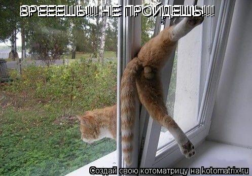 Котоматрица: ВРЕЕЕШЬ!!! НЕ ПРОЙДЕШЬ!!! ВРЕЕЕШЬ!!! НЕ ПРОЙДЕШЬ!!!