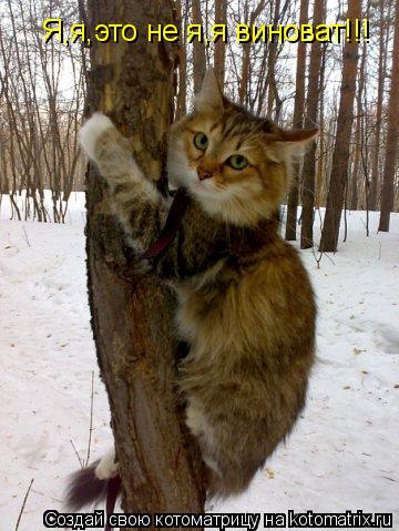 Котоматрица: Я,я,это не я,я виноват!!!