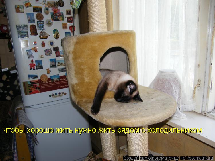Котоматрица: чтобы хорошо жить нужно жить рядом с холодильником