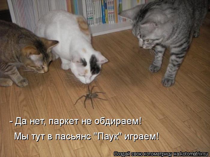 Котоматрица: - Да нет, паркет не обдираем! Мы тут в пасьянс "Паук" играем!