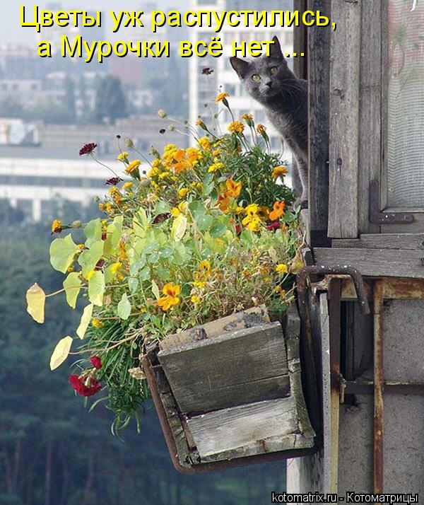 Цветы уж распустились, а Мурочки всё нет ...... Котоматрица: Цветы уж распустились, а Мурочки всё нет ...