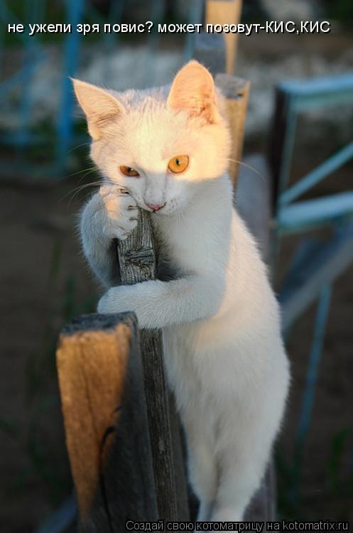 не ужели зря повис? может позовут-КИС,КИС... Котоматрица: не ужели зря повис? может позовут-КИС,КИС