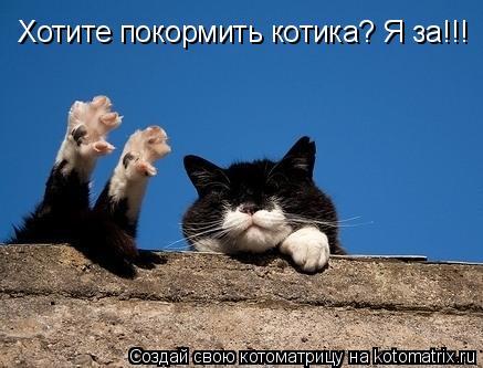 Хотите покормить котика? Я за!!!... Котоматрица: Хотите покормить котика? Я за!!!