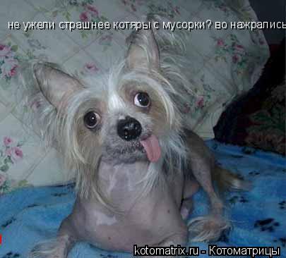 не ужели страшнее котяры с мусорки? во нажрались..... Котоматрица: не ужели страшнее котяры с мусорки? во нажрались..