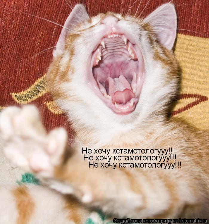 Не хочу кстамотологууу!!! Не хочу кстамотологууу!!! Не хочу кстамотологууу!!!... Котоматрица: Не хочу кстамотологууу!!! Не хочу кстамотологууу!!! Не хочу кстамотологууу!!!