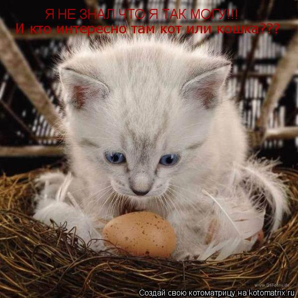Котоматрица: Я НЕ ЗНАЛ ЧТО Я ТАК МОГУ!!! И кто интересно там кот или кошка???