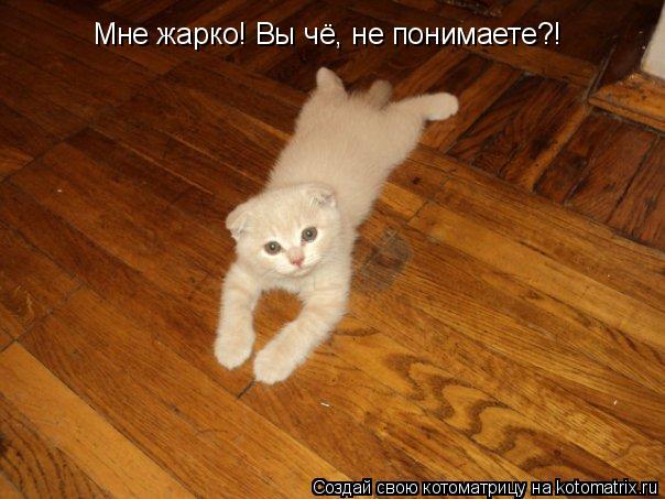 Котоматрица: Мне жарко! Вы чё, не понимаете?!