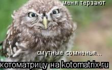 Котоматрица: меня терзают смутные сомненья...