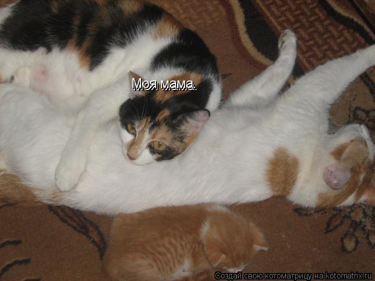 Котоматрица: Моя мама. Моя мама.