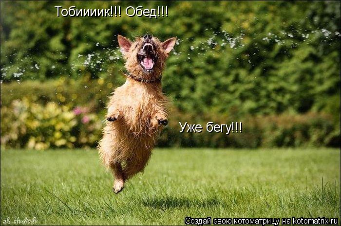 Котоматрица: Тобиииик!!! Обед!!! Уже бегу!!!