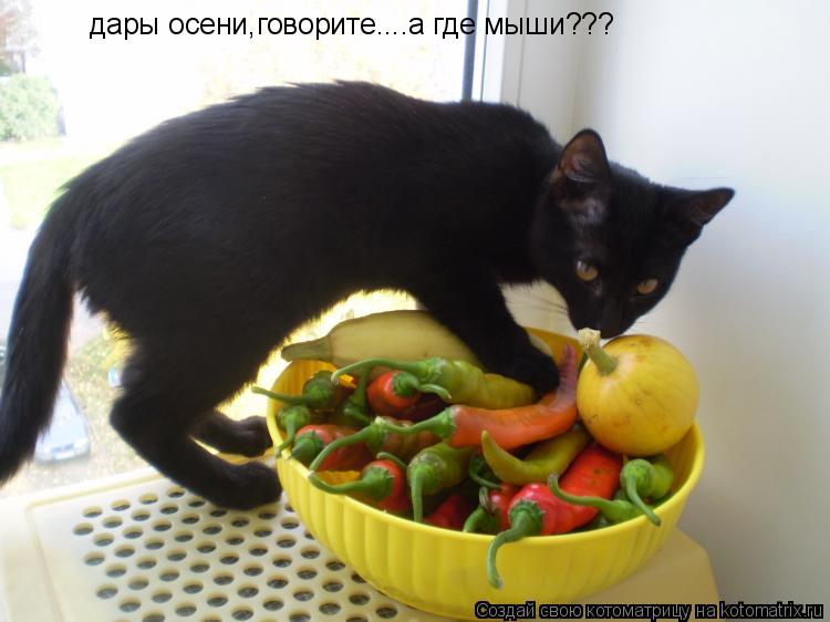 Котоматрица: дары осени,говорите....а где мыши???