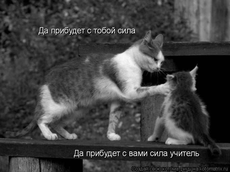 Котоматрица: Да прибудет с тобой сила Да прибудет с вами сила учитель
