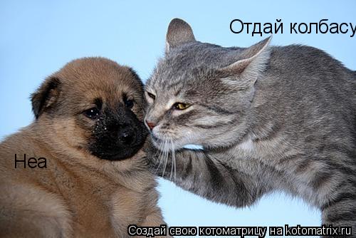 Котоматрица: Отдай колбасу Неа