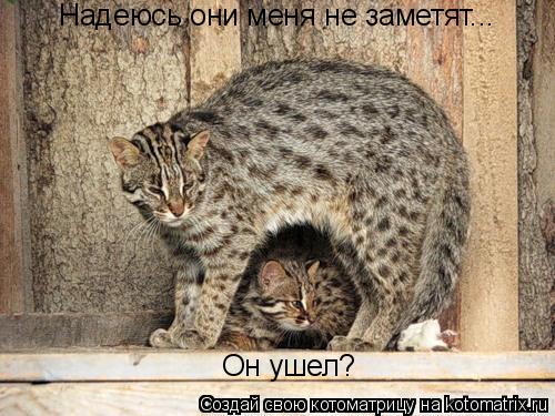 Котоматрица: Надеюсь они меня не заметят... Он ушел?