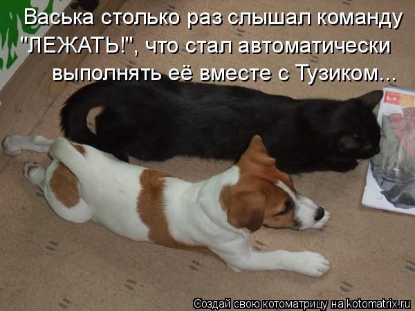 Васька столько раз слышал команду "ЛЕЖАТЬ!", что стал автоматически выполнять её вместе с Тузиком...... Котоматрица: Васька столько раз слышал команду "ЛЕЖАТЬ!", что стал автоматически выполнять её вместе с Тузиком...