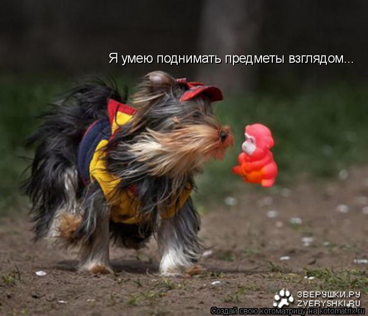 Котоматрица: Я умею поднимать предметы взглядом...