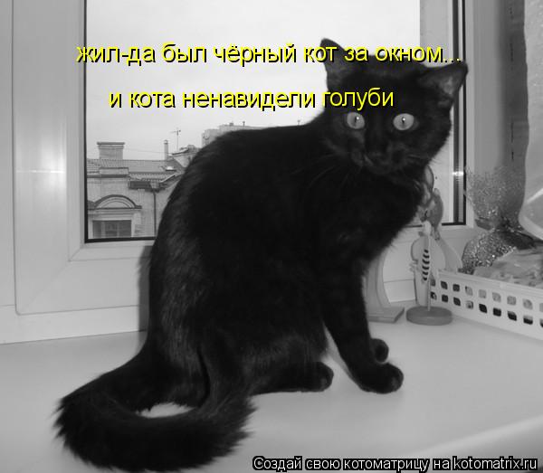 Котоматрица: жил-да был чёрный кот за окном... и кота ненавидели голуби