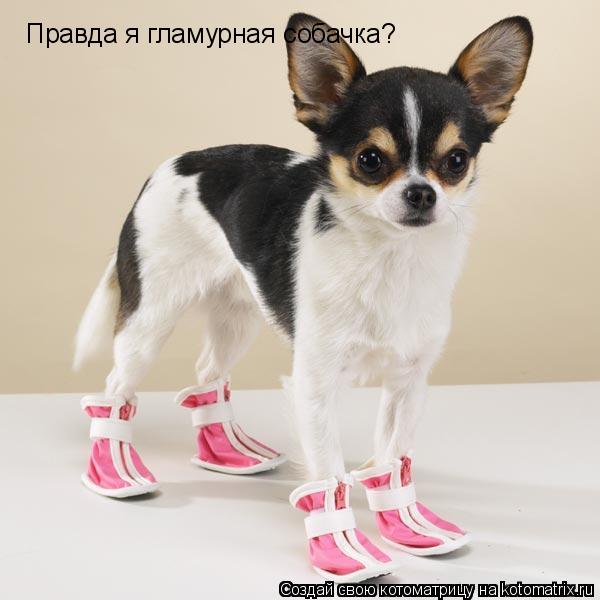 Котоматрица: Правда я гламурная собачка?