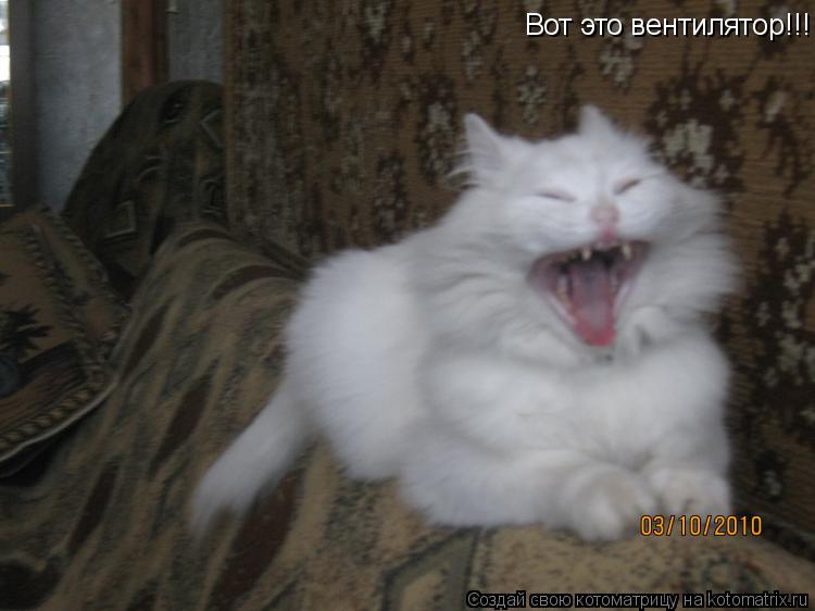 Котоматрица: Вот это вентилятор!!!