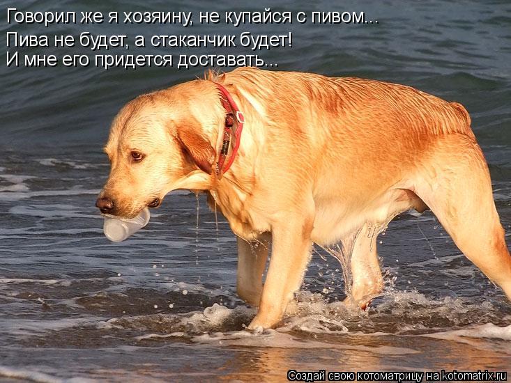 Котоматрица: Говорил же я хозяину, не купайся с пивом... Пива не будет, а стаканчик будет! И мне его придется доставать...