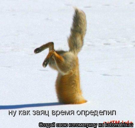 Котоматрица: ну как заяц время определил