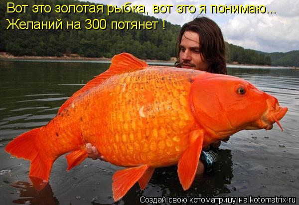 Котоматрица: Вот это золотая рыбка, вот это я понимаю... Желаний на 300 потянет !
