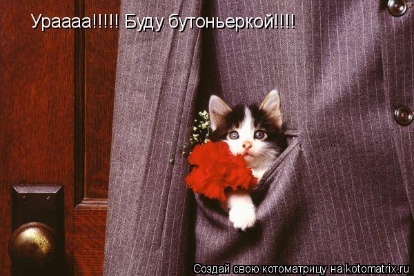 Котоматрица: Ураааа!!!!! Буду бутоньеркой!!!!