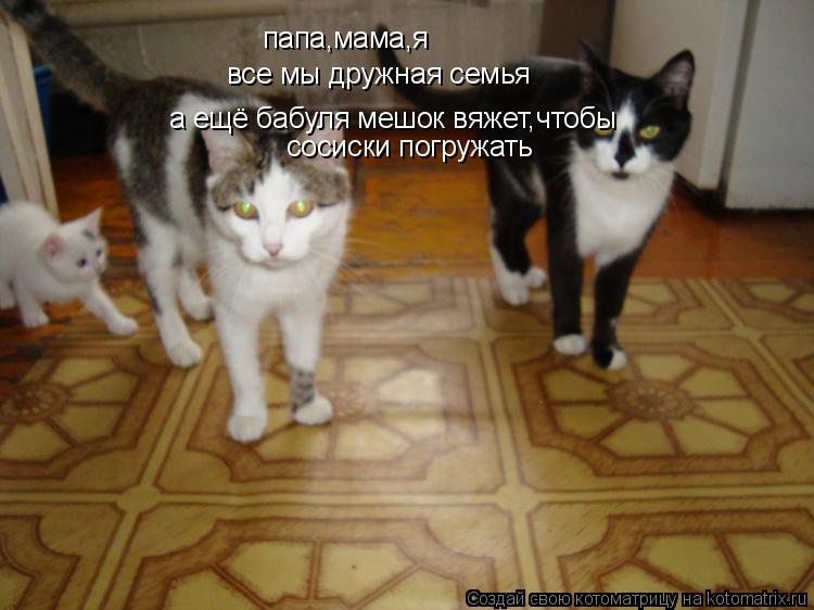 Котоматрица: папа,мама,я все мы дружная семья а ещё бабуля мешок вяжет,чтобы сосиски погружать