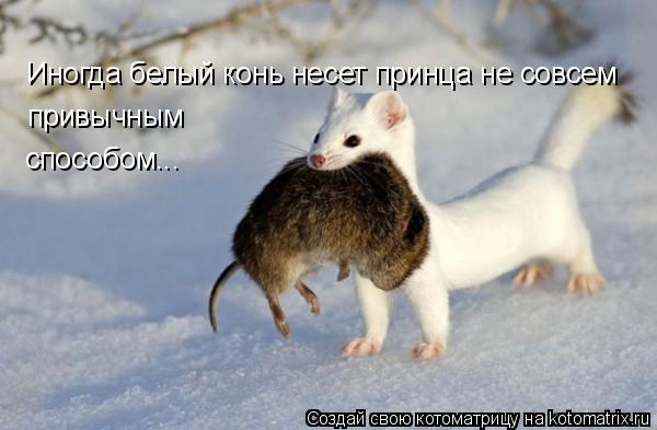 Иногда белый конь несет принца не совсем привычным способом...... Котоматрица: Иногда белый конь несет принца не совсем привычным способом...