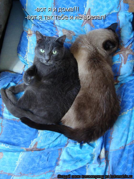 Котоматрица: -вот я и дома!!! -вот я так тебе и не врезал!
