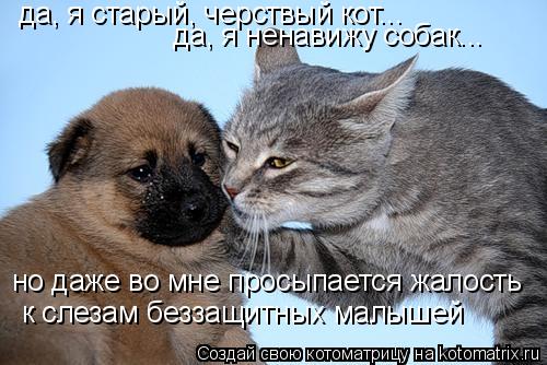 Котоматрица: да, я старый, черствый кот... да, я ненавижу собак... но даже во мне просыпается жалость к слезам беззащитных малышей