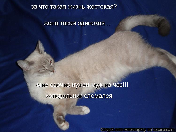 Котоматрица: за что такая жизнь жестокая? жена такая одинокая... -мне срочно нужен муж на час!!! холодильник сломался