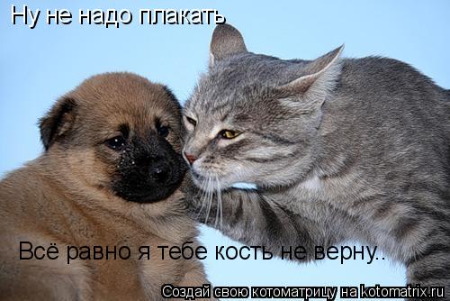 Котоматрица: Ну не надо плакать Всё равно я тебе кость не верну..
