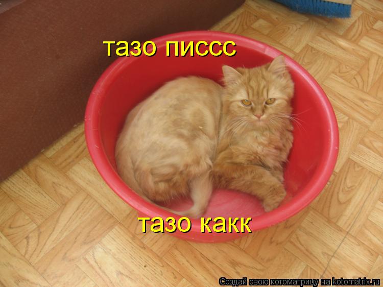 Котоматрица: тазо писсс тазо какк