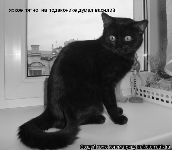 Котоматрица: яркое пятно  на подаконике думал василий