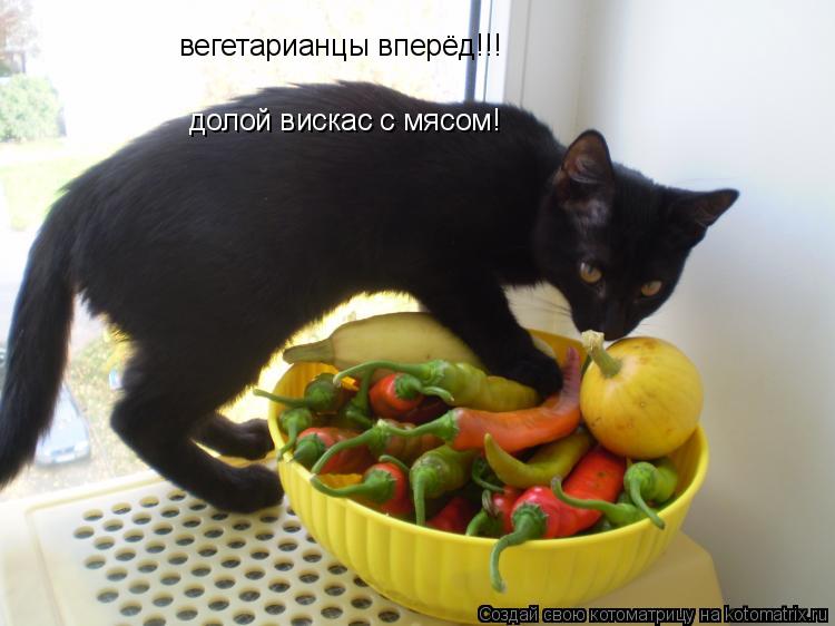 Котоматрица: вегетарианцы вперёд!!! долой вискас с мясом!