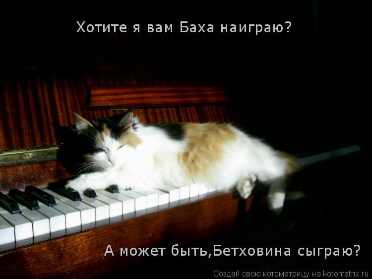 Котоматрица: Хотите я вам Баха наиграю? А может быть,Бетховина сыграю?