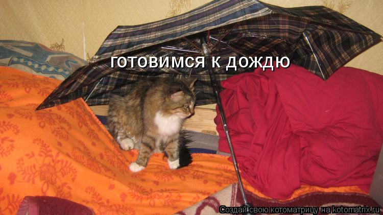 Котоматрица: готовимся к дождю