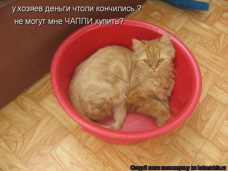 Котоматрица: у хозяев деньги чтоли кончились ? не могут мне ЧАППИ купить?