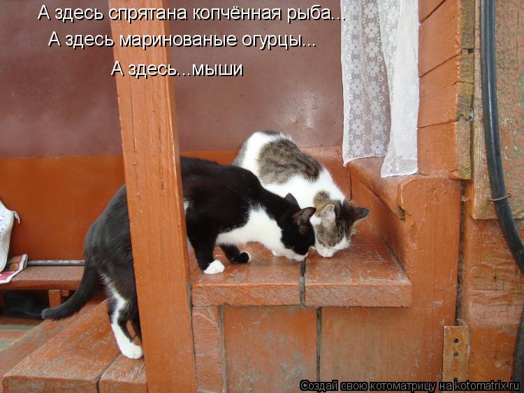 Котоматрица: А здесь спрятана копчённая рыба... А здесь маринованые огурцы... А здесь...мыши