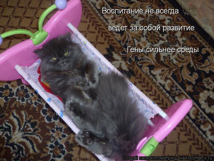 Котоматрица: Воспитание не всегда ведет за собой развитие Гены сильнее среды