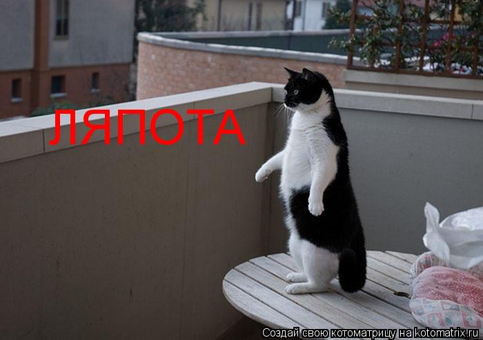 Котоматрица: ЛЯПОТА