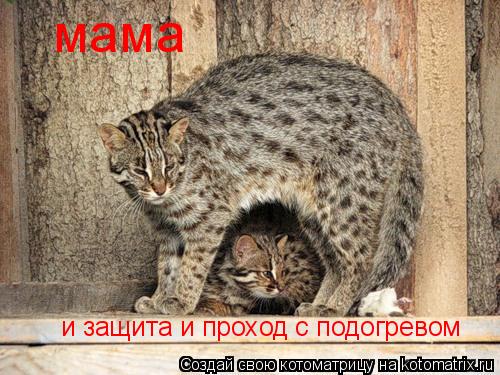 Котоматрица: мама и защита и проход с подогревом