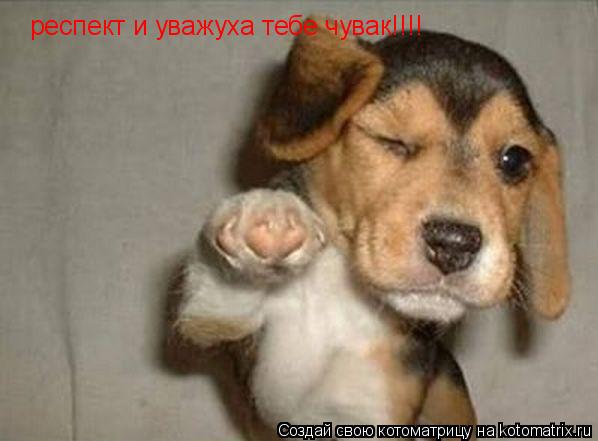 Котоматрица: респект и уважуха тебе чувак!!!!