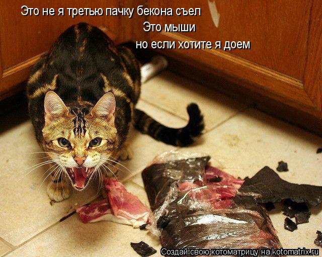 Котоматрица: Это не я третью пачку бекона съел Это мыши но если хотите я доем